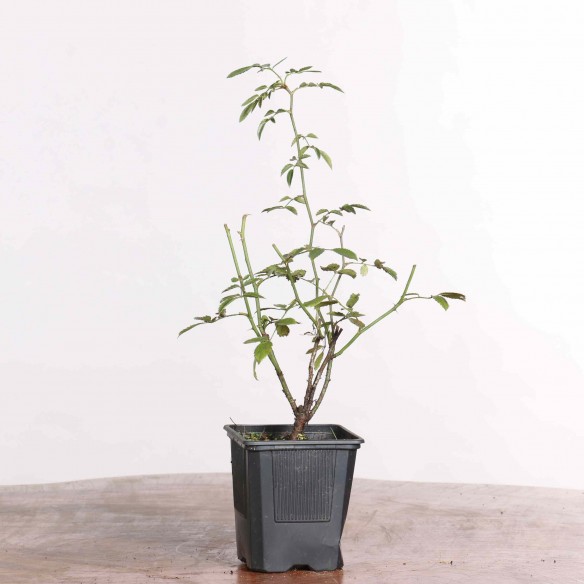 Rosa canina