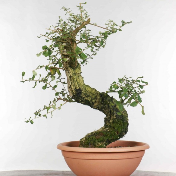 Quercus suber - B1330
