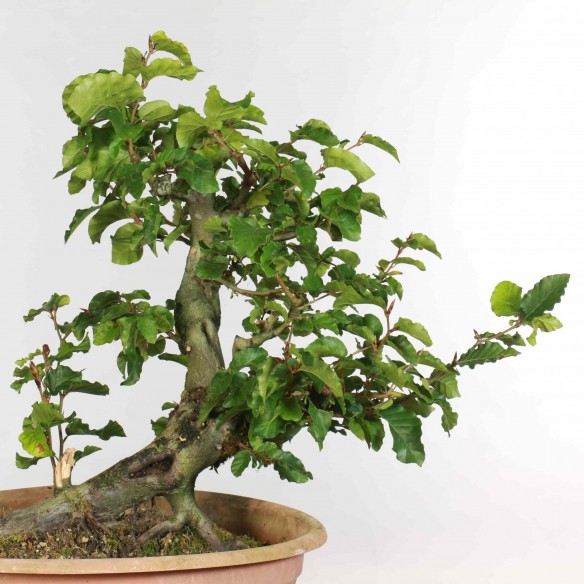 Fagus sylvatica - B1334