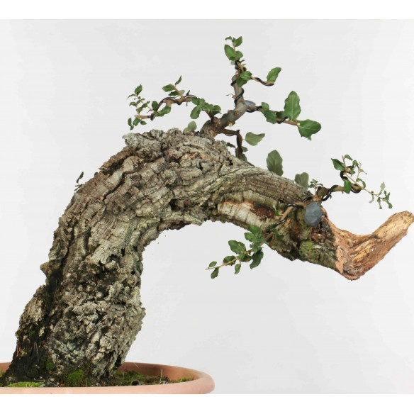 Quercus suber - B1338