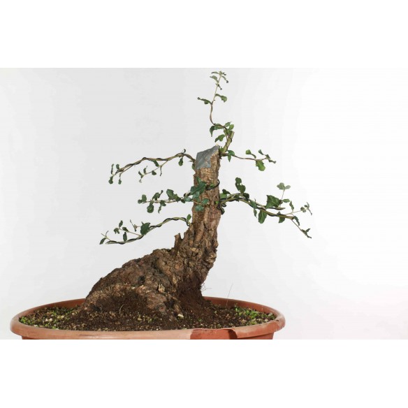 Quercus suber - B1341
