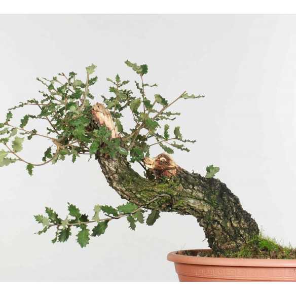 Quercus faginea - B1352